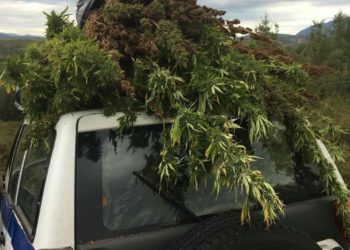 Εντοπίστηκε φυτεία κάνναβης στην Αρκαδία