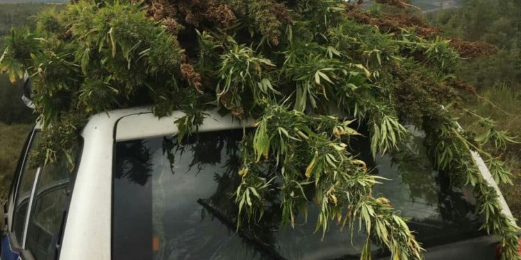 Εντοπίστηκε φυτεία κάνναβης στην Αρκαδία