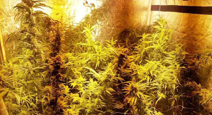 Θεσσαλονίκη: Μετέτρεψε διαμέρισμα σε εργαστήρι υδροπονικής καλλιέργειας κάνναβης