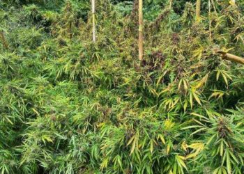 Εντοπίστηκε φυτεία κάνναβης σε δασώδη περιοχή στα Κύθηρα
