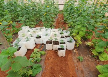 Φαιστός: Φυτώριο με 3.250 χασισόδεντρα!