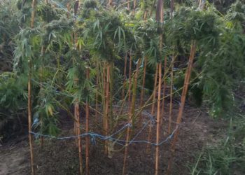 Συνελήφθη στο Αγρίνιο καλλιεργητής ναρκωτικών