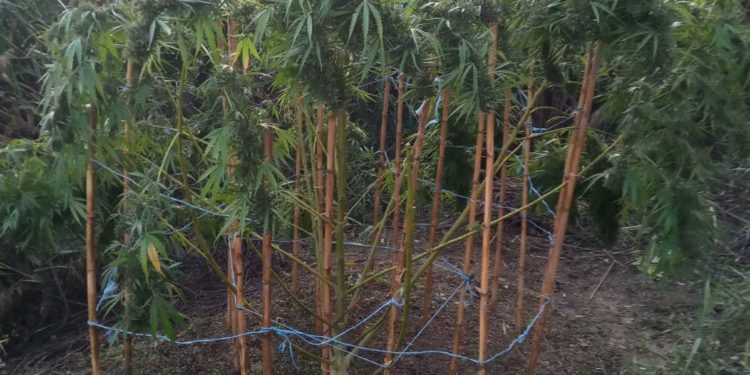 Συνελήφθη στο Αγρίνιο καλλιεργητής ναρκωτικών