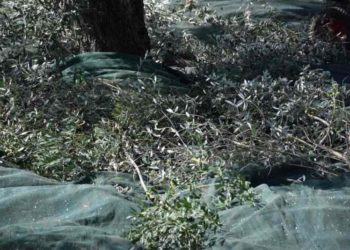 Συνελήφθησαν γιατί μάζεψαν ελιές από… ξένο χωράφι