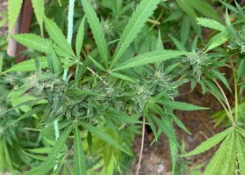 Εντοπίστηκε φυτεία 104 δενδρυλλίων κάνναβης στο Ηράκλειο