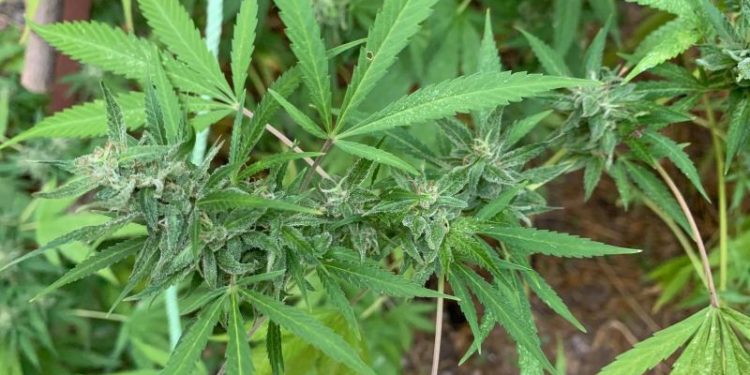 Εντοπίστηκε φυτεία 104 δενδρυλλίων κάνναβης στο Ηράκλειο