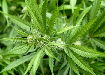 Συνελήφθη 23χρονος για υδροπονική καλλιέργεια δενδρυλλίων κάνναβης