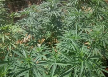 Συνελήφθη 48χρονος με περισσότερα από 12 κιλά κάνναβης στο Αγρίνιο