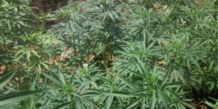 Συνελήφθη 48χρονος με περισσότερα από 12 κιλά κάνναβης στο Αγρίνιο