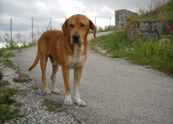 Καταγγελία σοκ – Τεμάχισε σκύλο επειδή τον ενόχλησε το γάβγισμα