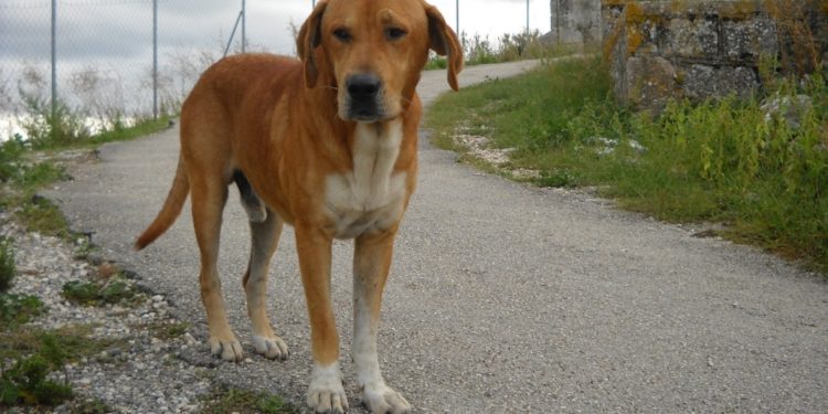 Καταγγελία σοκ – Τεμάχισε σκύλο επειδή τον ενόχλησε το γάβγισμα