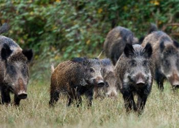 Αγριογούρουνα έφαγαν κοκαΐνη… αξίας 19.800 ευρώ