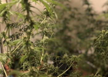 «Μύρισε» όλο το Παγκράτι από χασισοφυτεία σε διαμέρισμα (ΦΩΤΟ)