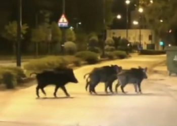 Τρίκαλα: Αγριογούρουνα «έκοβαν» βόλτες σε κεντρικό δρόμο της πόλης