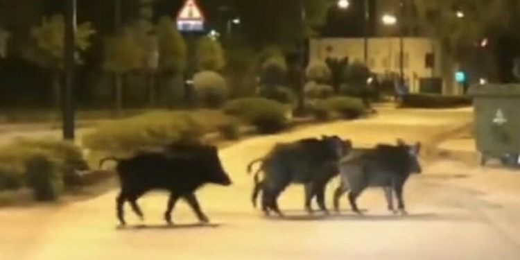 Τρίκαλα: Αγριογούρουνα «έκοβαν» βόλτες σε κεντρικό δρόμο της πόλης