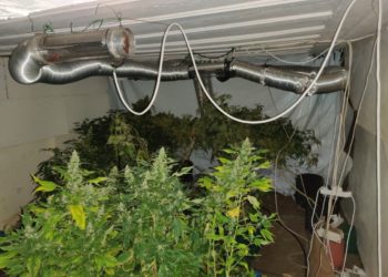Συνελήφθη στον Πύργο 43χρονος για καλλιέργεια υδροπονικής κάνναβης