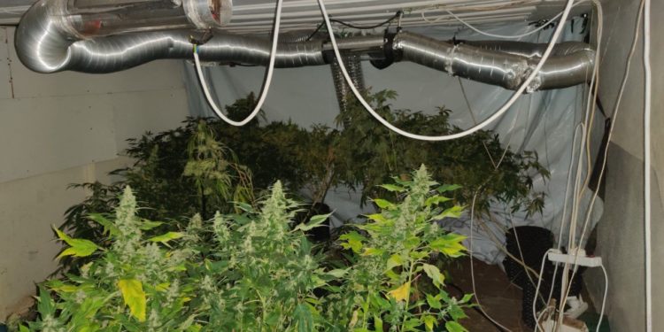 Συνελήφθη στον Πύργο 43χρονος για καλλιέργεια υδροπονικής κάνναβης