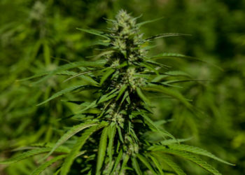 Εργαστήριο παραγωγής κάνναβης ανακάλυψαν στην Αττική – Συνελήφθη ένας και αναζητούνται δύο άτομα