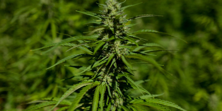 Εργαστήριο παραγωγής κάνναβης ανακάλυψαν στην Αττική – Συνελήφθη ένας και αναζητούνται δύο άτομα