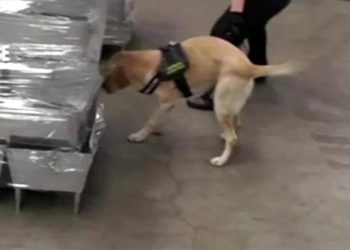 Μετέφεραν ναρκωτικά σε… ψησταριές