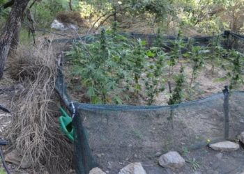 Το DNA “πρόδωσε”, δύο χρόνια μετά, τον καλλιεργητή χασισοφυτείας στον Ταΰγετο