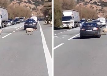 Βγήκαν τα πρόβατα στην Εθνική!