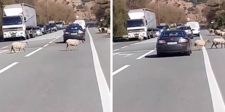 Βγήκαν τα πρόβατα στην Εθνική!
