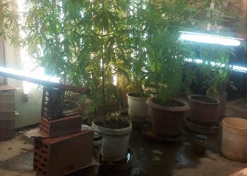 Υπόγεια χασισοφυτεία στη Λαμία – ΒΙΝΤΕΟ