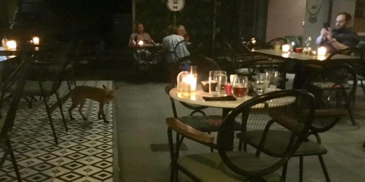 Αλεπού εμφανίστηκε σε καφετέρια της Αγίας Παρασκευής!