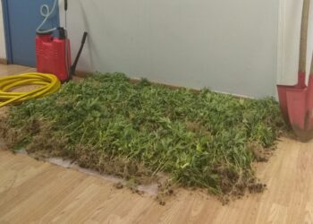 Ένα δάσος χασίς στα Γεράνια – Ανακάλυψαν 1100 δενδρύλλια – ΒΙΝΤΕΟ