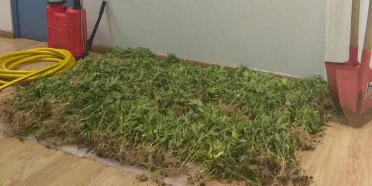 Ένα δάσος χασίς στα Γεράνια – Ανακάλυψαν 1100 δενδρύλλια – ΒΙΝΤΕΟ