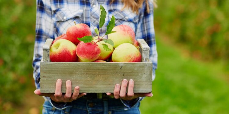 Οι κλέφτες με τα φρούτα – Μια σπείρα που εξαπατούσε ηλικιωμένους στα βόρεια προάστια