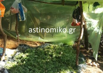Τριπλή επιχείρηση της Δίωξης Ναρκωτικών για χασισοφυτείες – ΦΩΤΟ