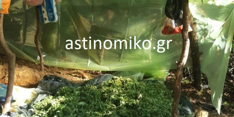 Τριπλή επιχείρηση της Δίωξης Ναρκωτικών για χασισοφυτείες – ΦΩΤΟ