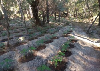 Η δίκη για την χασισοφυτεία μαμούθ της Βοιωτίας – Όλες οι λεπτομέρειες