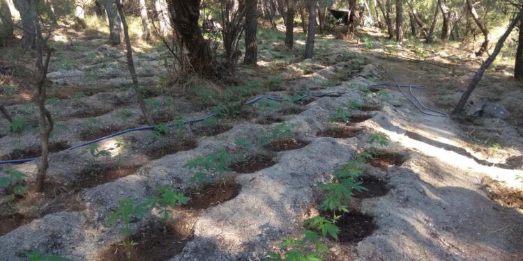 Η δίκη για την χασισοφυτεία μαμούθ της Βοιωτίας – Όλες οι λεπτομέρειες