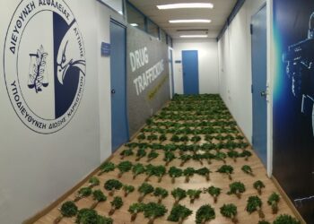 Η δίκη για την χασισοφυτεία μαμούθ της Βοιωτίας – Όλες οι λεπτομέρειες