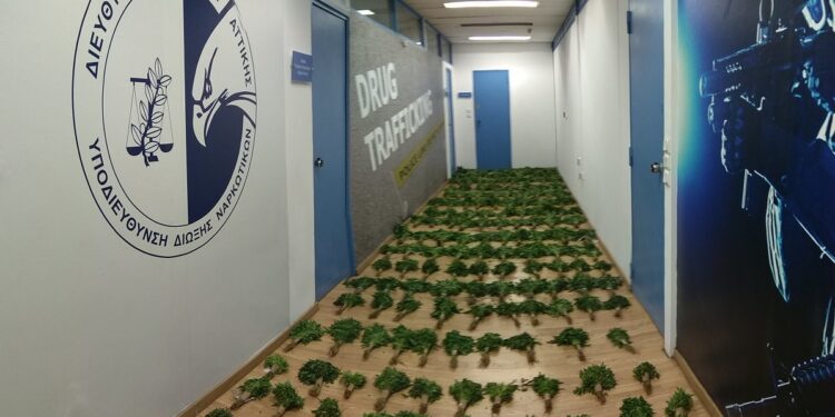 Η δίκη για την χασισοφυτεία μαμούθ της Βοιωτίας – Όλες οι λεπτομέρειες