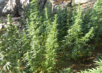 Τεράστια χασισοφυτεία στην Ανάβυσσο – Ξερίζωσαν 45 χιλιάδες φυτά κάναβης