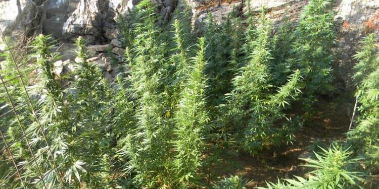 Τεράστια χασισοφυτεία στην Ανάβυσσο – Ξερίζωσαν 45 χιλιάδες φυτά κάναβης