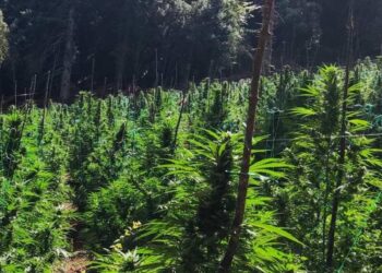 Χασισοφυτεία με χιλιάδες δενδρύλλια σε απρόσιτη πλαγιά του Ολύμπου