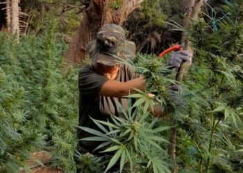 Μια αμαζόνα της ΕΛΑΣ στο κυνήγι των εμπόρων ναρκωτικών