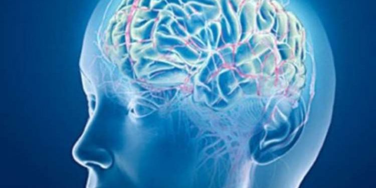 Νέα δεδομένα στη μάχη κατά της άνοιας: Ερευνητές εντόπισαν 13 πρωτεΐνες που συνδέονται με τη γήρανση του εγκεφάλου