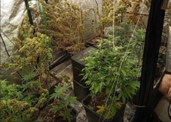 Άγιος Παντελεήμονας: Το «θερμοκήπιο» στο σπίτι έκρυβε… «φούντα» – 3 συλλήψεις – ΦΩΤΟ