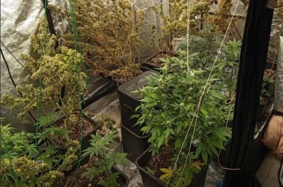 Άγιος Παντελεήμονας: Το «θερμοκήπιο» στο σπίτι έκρυβε… «φούντα» – 3 συλλήψεις – ΦΩΤΟ