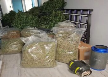 Καλλιεργούσαν και διακινούσαν κάνναβη σε Θεσσαλονίκη και Χαλκιδική και τους έπιασαν αστυνομικοί από τα Τρίκαλα – ΦΩΤΟ