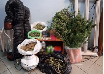 Ωρωπός: Αστυνομικός σκύλος «ξετρύπωσε» καλλιέργεια κάνναβης σε σπίτι – Συνελήφθη μία γυναίκα – ΦΩΤΟ