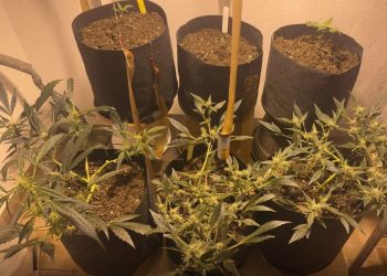 «Ο επίμονος κηπουρός» στην Πέλλα: Συνελήφθη άνδρας που καλλιεργούσε δενδρύλλια κάνναβης – ΦΩΤΟ