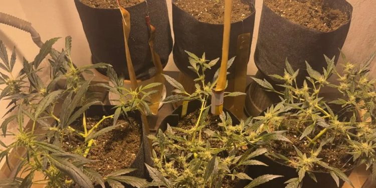 «Ο επίμονος κηπουρός» στην Πέλλα: Συνελήφθη άνδρας που καλλιεργούσε δενδρύλλια κάνναβης – ΦΩΤΟ