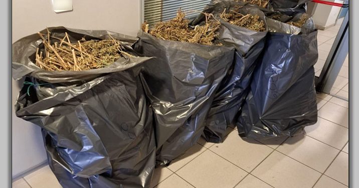 Tύρναβος: Στη «δαγκάνα» της ΕΛΑΣ άνδρας που έκρυβε 37 κιλά κάνναβης σε αποθήκη – ΦΩΤΟ